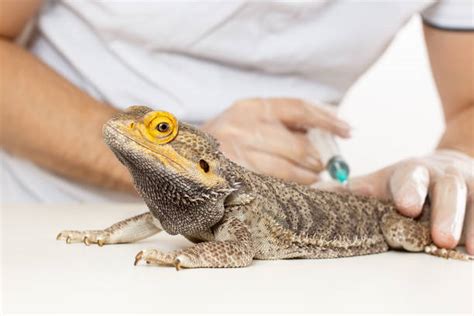 Can humans get sick from lizards?