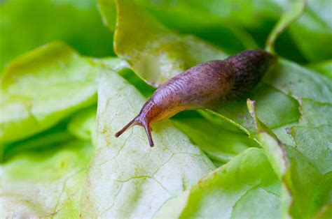 Can humans get sick from slugs?