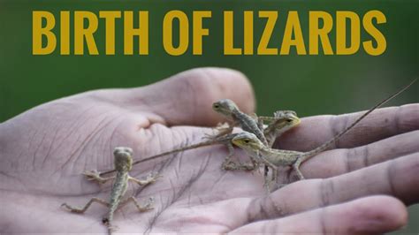 Can humans give birth to lizards?