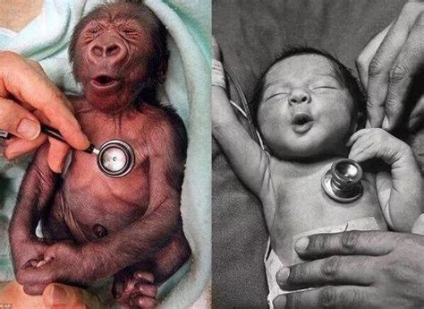 Can humans have ape babies?
