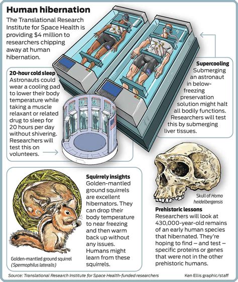 Can humans hibernate?