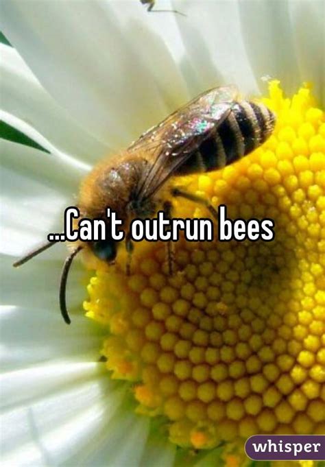 Can humans out run bees?