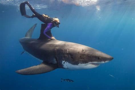 Can humans outswim sharks?