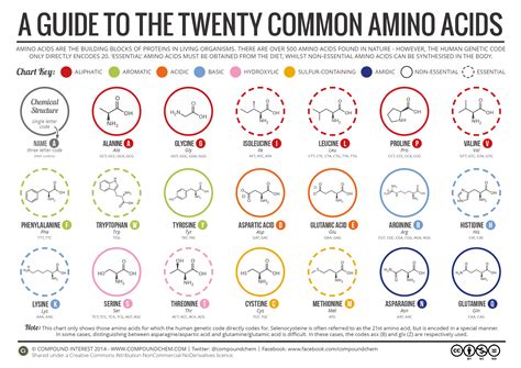 Can humans produce all 20 amino acids?