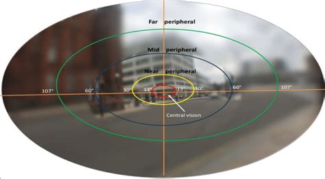 Can humans see 180 degrees?