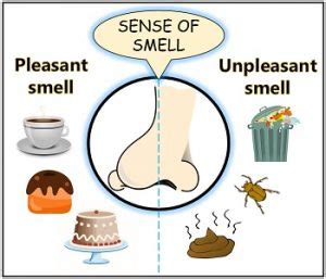 Can humans smell sweetness?