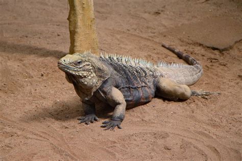 Can iguanas be poisonous?