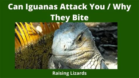 Can iguanas bite you?