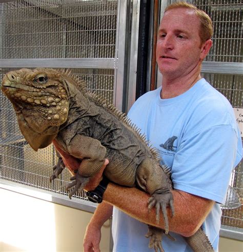 Can iguanas bond with humans?