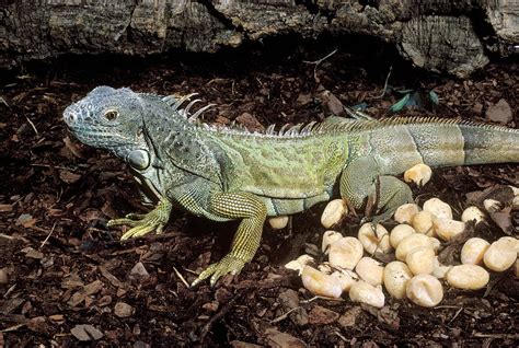 Can iguanas eat chicken eggs?