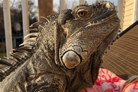 Can iguanas feel pain?