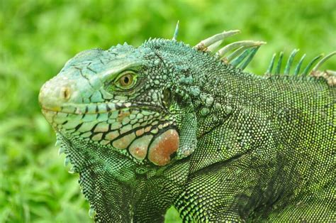 Can iguanas give you diseases?