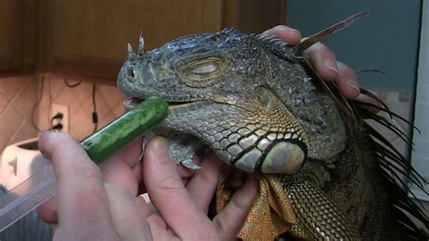 Can iguanas give you rabies?
