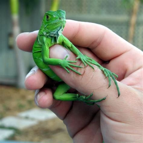 Can iguanas have babies?