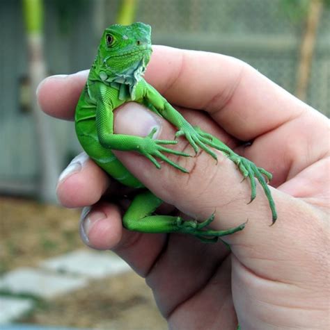 Can iguanas have babies without a male?