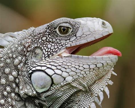 Can iguanas have teeth?