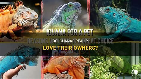 Can iguanas love their owners?