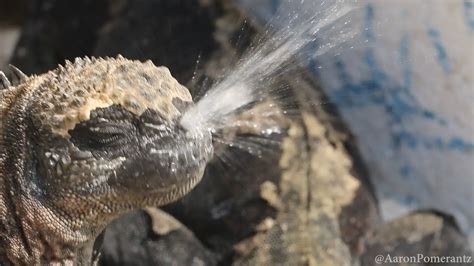 Can iguanas sneeze?