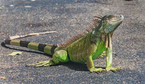 Can iguanas understand you?