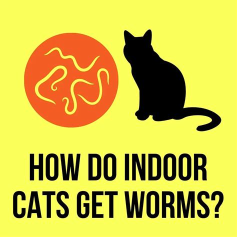 Can indoor cats get parasites?