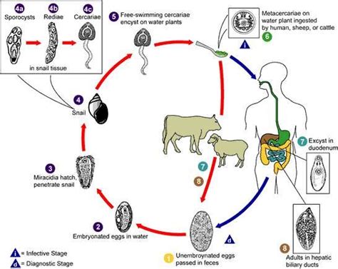 Can intestinal parasites cause neurological problems?