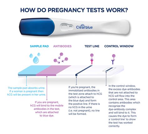 Can it take up to 6 weeks to get a positive pregnancy test?