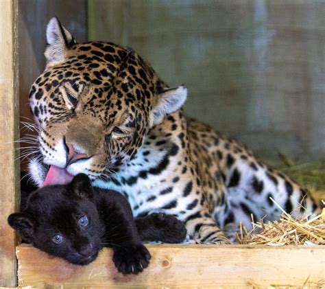 Can jaguars be pets?