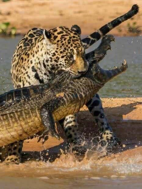 Can jaguars bite through bone?