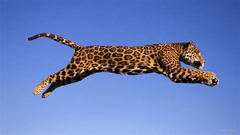 Can jaguars jump high?