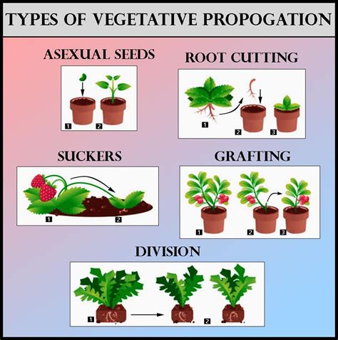 Can jasmine be grown by vegetative propagation?
