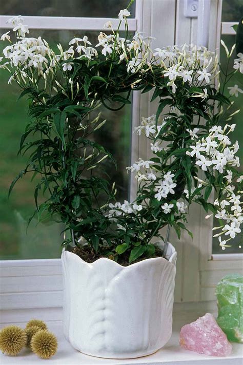 Can jasmine grow in pots?