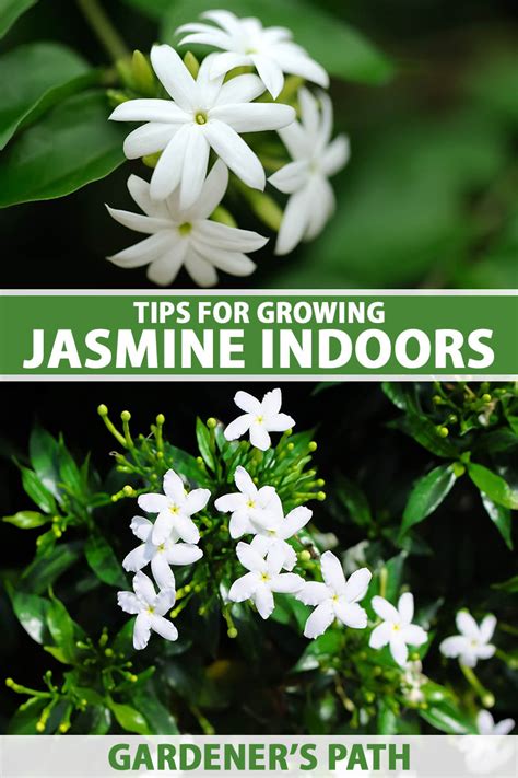 Can jasmine grow indoors in winter?