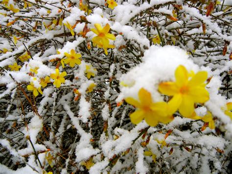 Can jasmine survive winter?