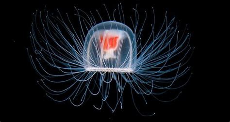 Can jellyfish live for 1000 years?