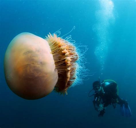 Can jellyfish live for 200 years?