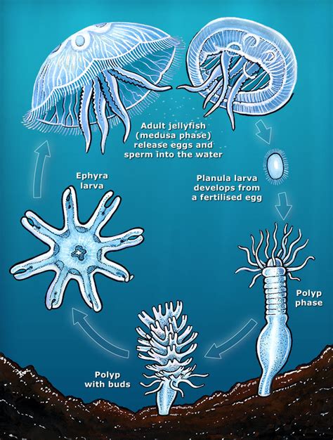 Can jellyfish restart their life?