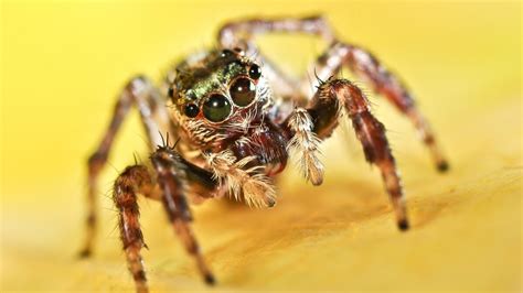 Can jumping spider dream?