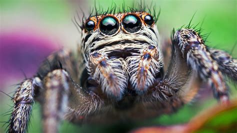 Can jumping spiders eat at night?