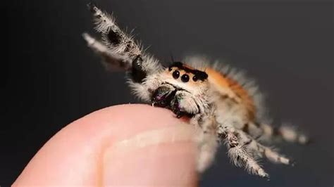 Can jumping spiders eat dead?