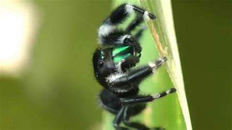 Can jumping spiders have babies without mating?