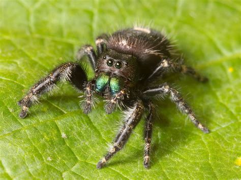 Can jumping spiders hear you?