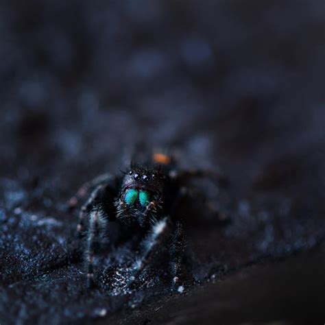 Can jumping spiders see UV?