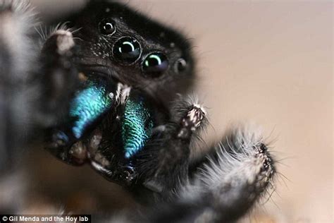 Can jumping spiders sense fear?