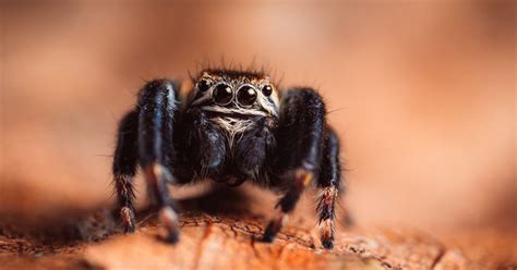 Can jumping spiders smell?