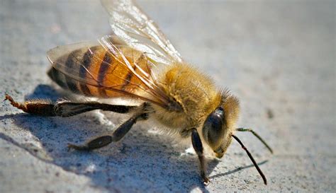 Can killer bees hurt you?