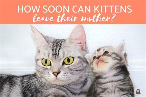 Can kittens leave at 10 weeks?