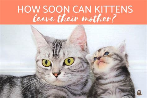 Can kittens leave mom at 4 weeks?