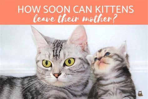 Can kittens leave mom at 8 weeks?