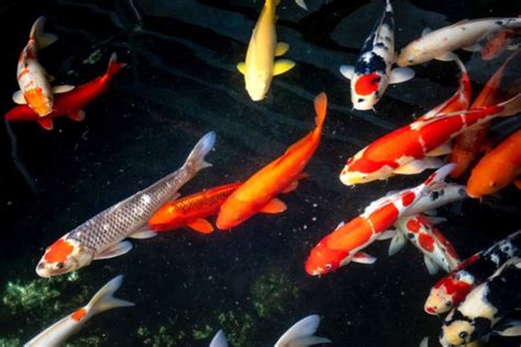 Can koi and goldfish live together?