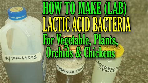 Can lactic acid bacteria grow without oxygen?